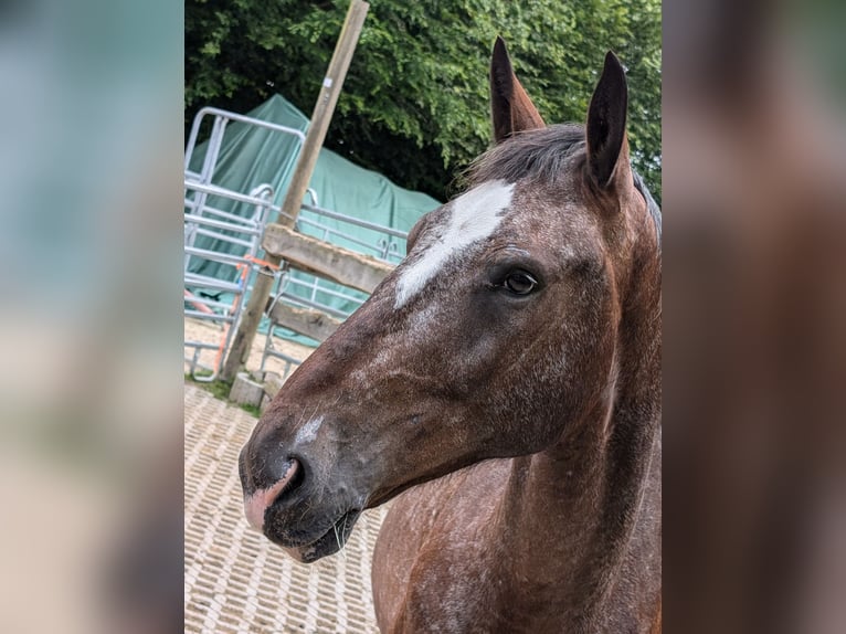 Polnisches Warmblut Wallach 6 Jahre 162 cm in Hochstadt