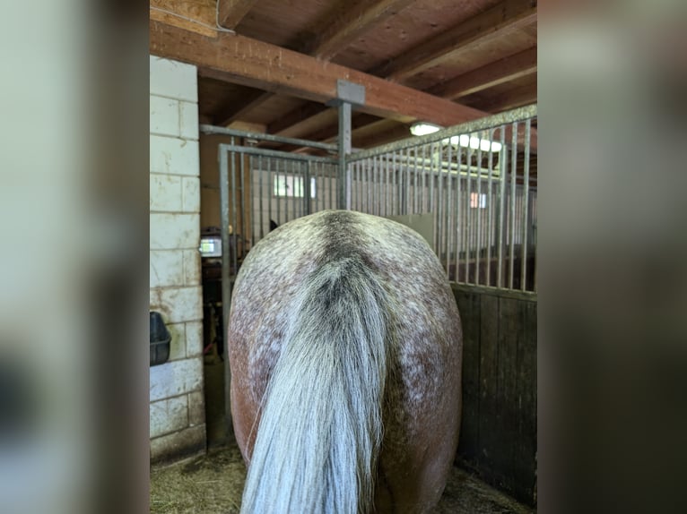 Polnisches Warmblut Wallach 6 Jahre 162 cm in Hochstadt