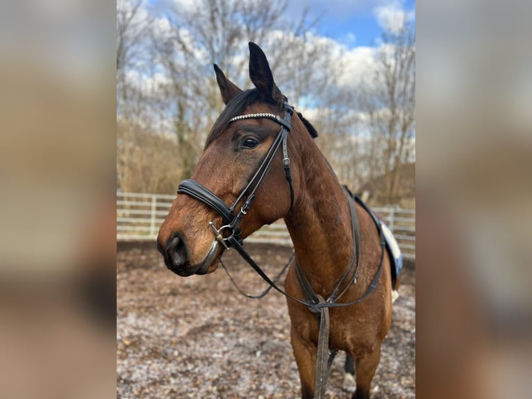 Polnisches Warmblut Wallach 6 Jahre 164 cm Brauner in Zossen