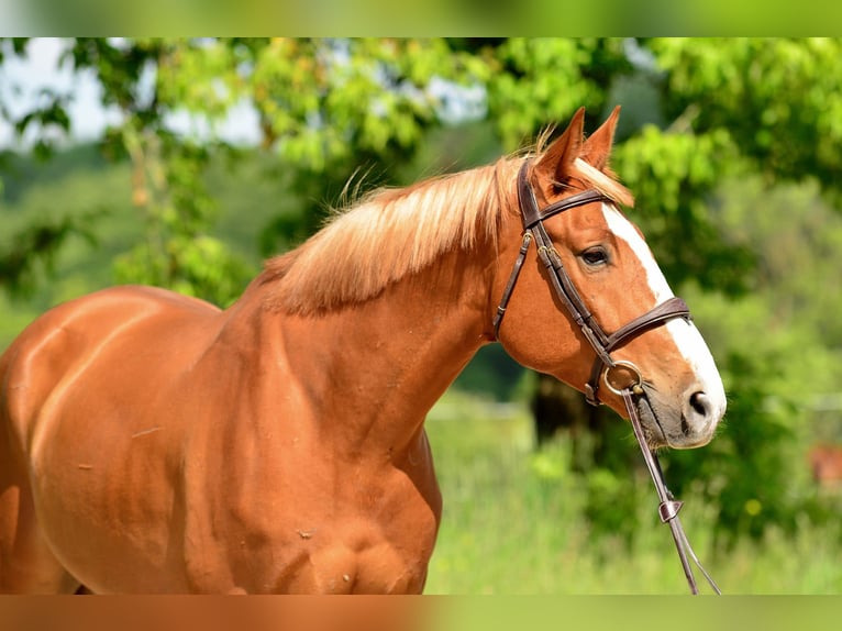 Polnisches Warmblut Wallach 6 Jahre 164 cm Fuchs in Siedleczek
