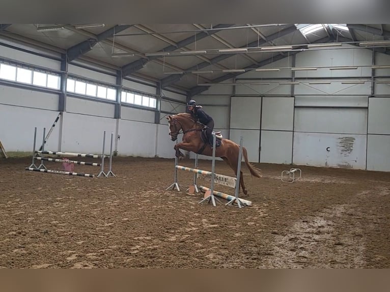 Polnisches Warmblut Wallach 6 Jahre 164 cm Fuchs in Siedleczek