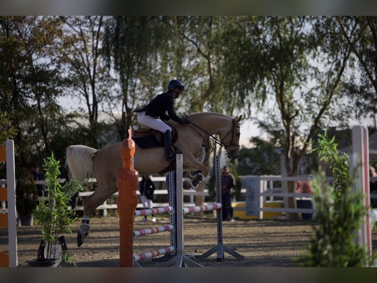 Polnisches Warmblut Wallach 6 Jahre 164 cm Palomino in Kronenberg