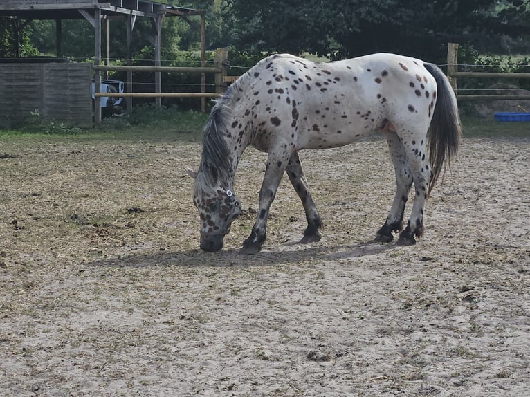 Polnisches Warmblut Wallach 6 Jahre 165 cm Tigerschecke in Verden (Aller)