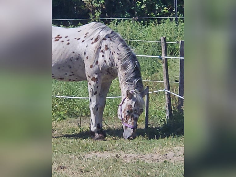 Polnisches Warmblut Wallach 6 Jahre 165 cm Tigerschecke in Verden (Aller)