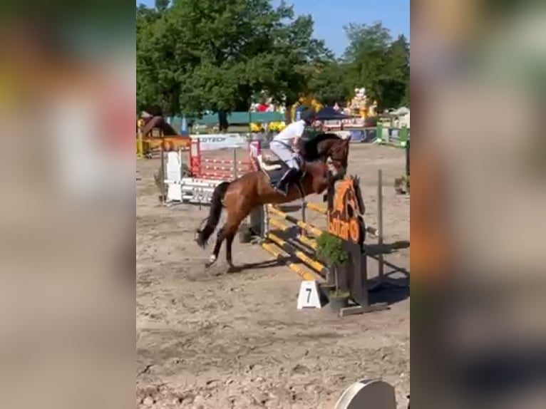 Polnisches Warmblut Wallach 6 Jahre 168 cm Brauner in Papenhagen