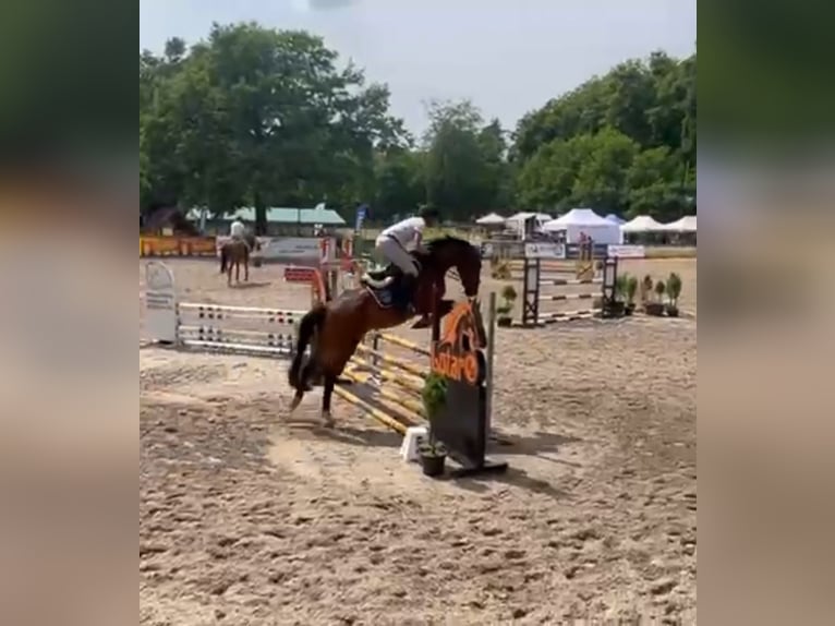 Polnisches Warmblut Wallach 6 Jahre 168 cm Brauner in Papenhagen