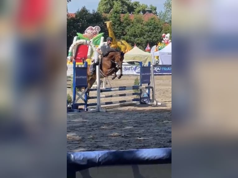 Polnisches Warmblut Wallach 6 Jahre 168 cm Brauner in Papenhagen