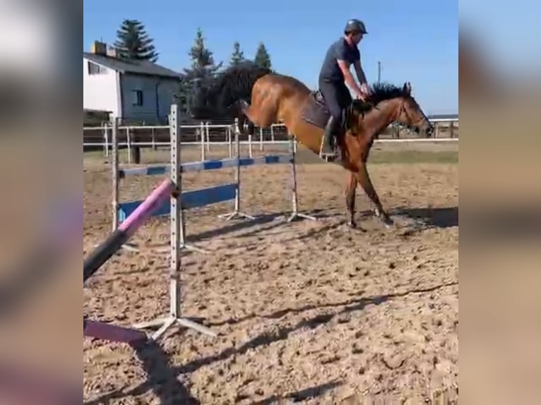 Polnisches Warmblut Wallach 6 Jahre 168 cm Brauner in Papenhagen