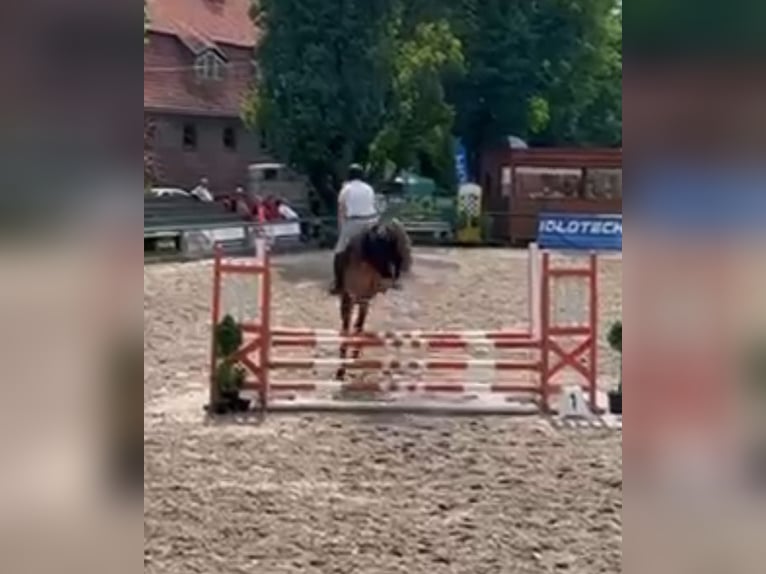 Polnisches Warmblut Wallach 6 Jahre 168 cm Brauner in Papenhagen