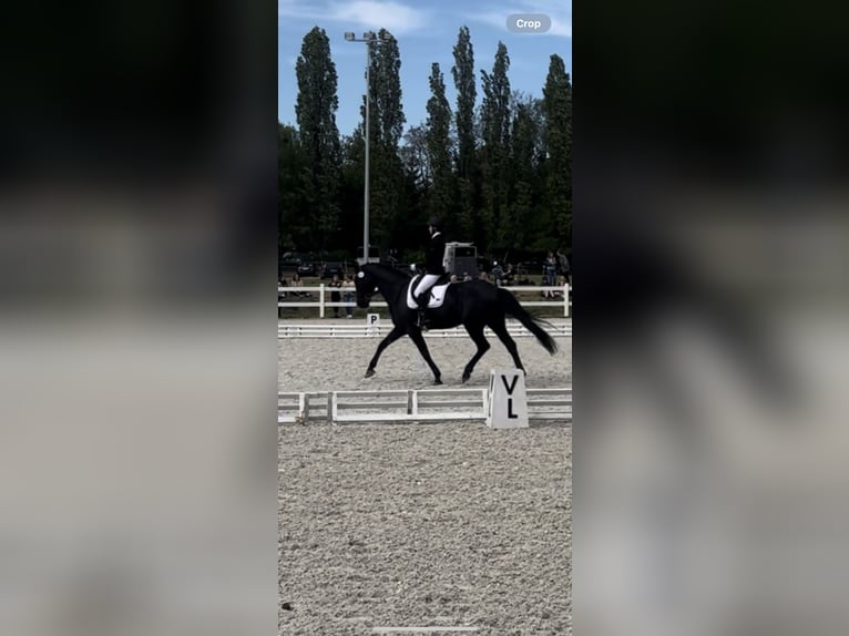 Polnisches Warmblut Wallach 6 Jahre 169 cm Rappe in Lesno Gorne