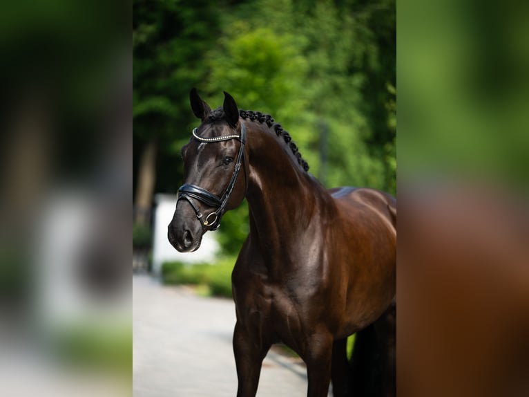 Polnisches Warmblut Wallach 6 Jahre 170 cm Rappe in mol