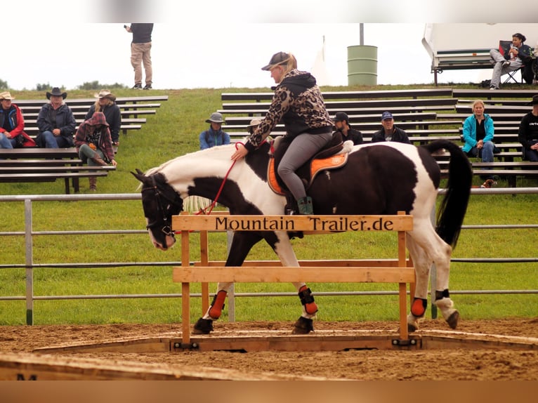 Polnisches Warmblut Wallach 6 Jahre 170 cm Schecke in B&#xFC;ckeburg Evesen
