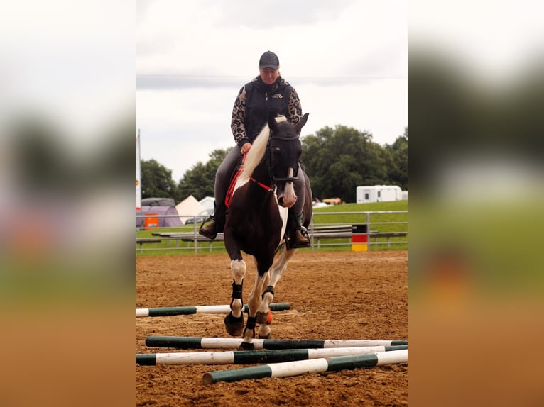 Polnisches Warmblut Wallach 6 Jahre 170 cm Schecke in B&#xFC;ckeburg Evesen