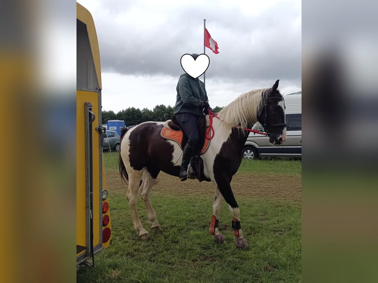 Polnisches Warmblut Wallach 6 Jahre 170 cm Schecke in B&#xFC;ckeburg Evesen