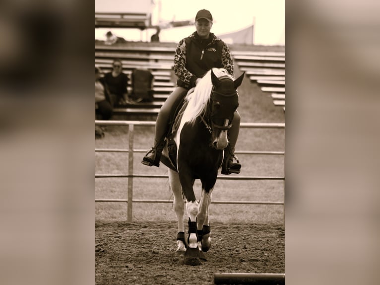 Polnisches Warmblut Wallach 6 Jahre 170 cm Schecke in B&#xFC;ckeburg Evesen