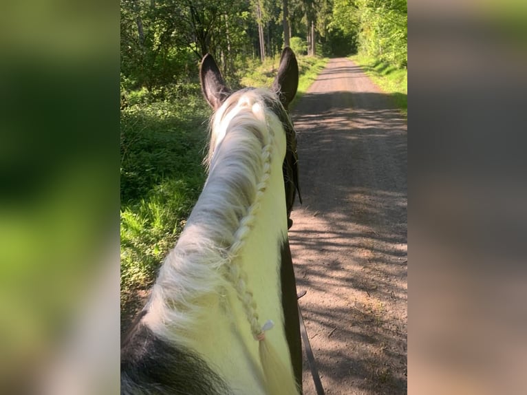 Polnisches Warmblut Wallach 6 Jahre 170 cm Schecke in B&#xFC;ckeburg