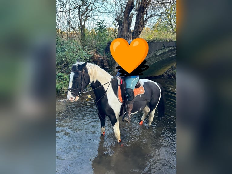 Polnisches Warmblut Wallach 6 Jahre 170 cm Schecke in Bückeburg