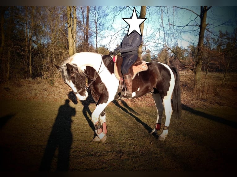 Polnisches Warmblut Wallach 6 Jahre 170 cm Schecke in Bückeburg