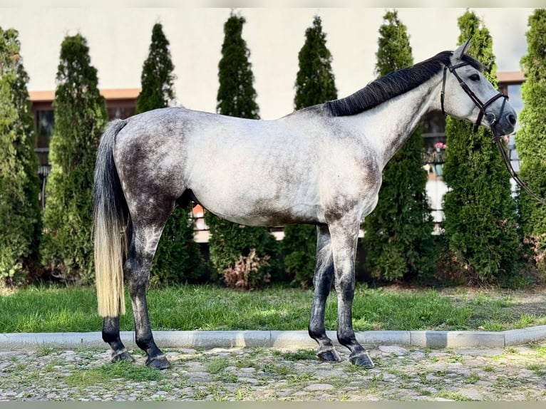 Polnisches Warmblut Wallach 6 Jahre 170 cm Schimmel in Zagórów