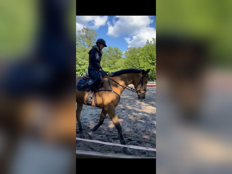 Polnisches Warmblut Wallach 6 Jahre 173 cm Buckskin in Planebruch