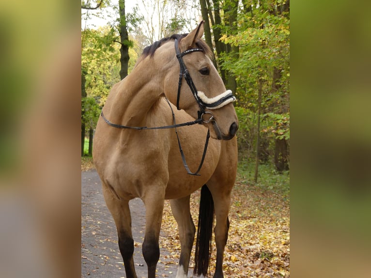 Polnisches Warmblut Wallach 6 Jahre 173 cm Buckskin in Planebruch