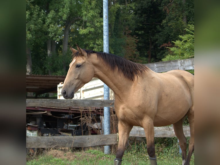 Polnisches Warmblut Wallach 6 Jahre 173 cm Buckskin in Planebruch