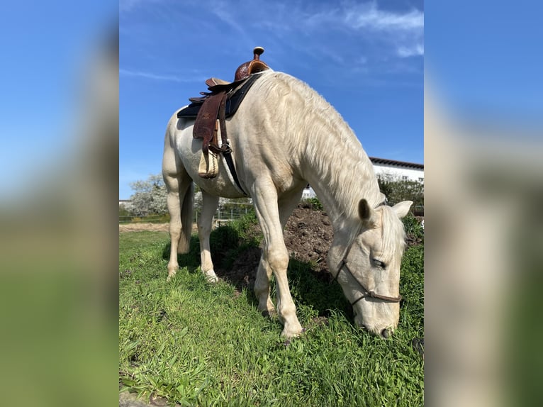 Polnisches Warmblut Wallach 6 Jahre 178 cm Palomino in Schwenningen