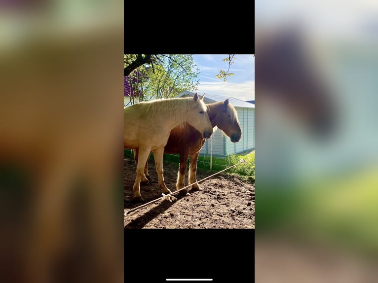 Polnisches Warmblut Wallach 6 Jahre 178 cm Palomino in Schwenningen