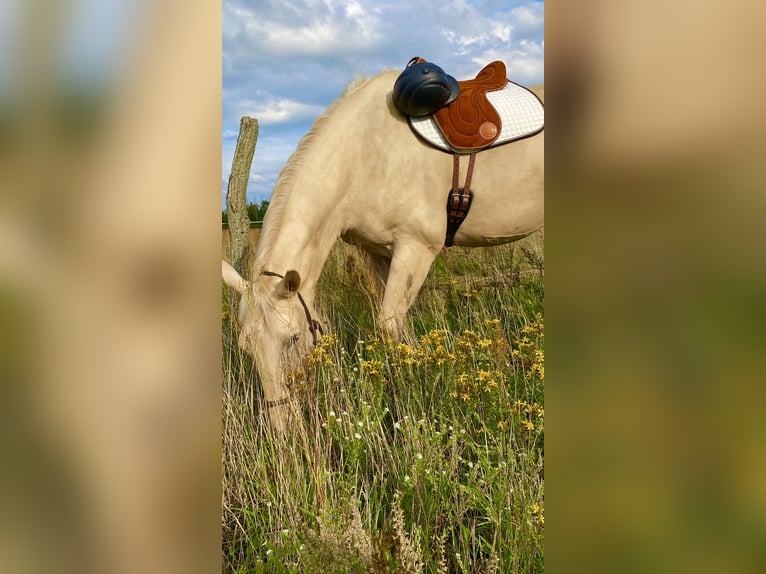 Polnisches Warmblut Wallach 6 Jahre 178 cm Palomino in Schwenningen