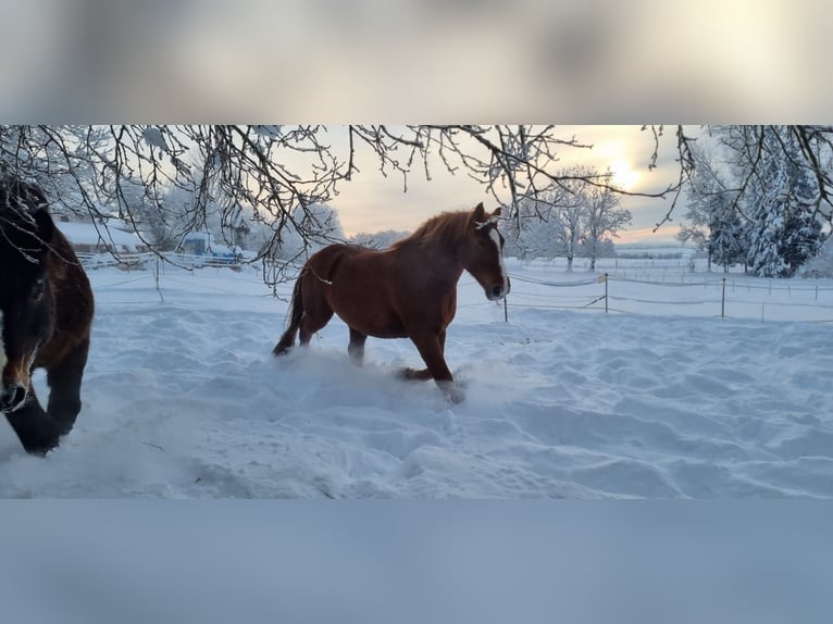 Polnisches Warmblut Wallach 7 Jahre 158 cm Fuchs in Gilching