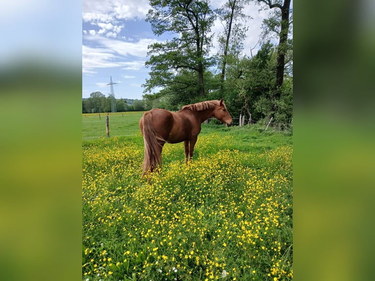 Polnisches Warmblut Wallach 7 Jahre 158 cm Fuchs in Remchingen