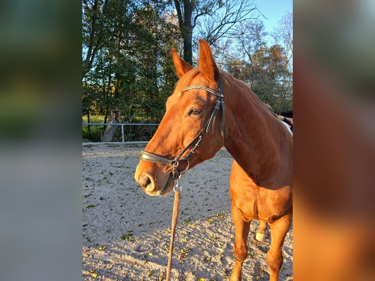 Polnisches Warmblut Wallach 7 Jahre 158 cm Fuchs in Remchingen