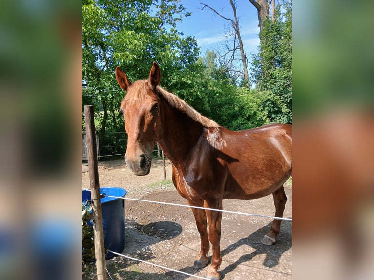 Polnisches Warmblut Wallach 7 Jahre 158 cm Fuchs in Remchingen