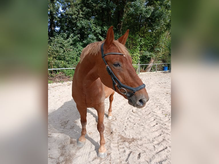 Polnisches Warmblut Wallach 7 Jahre 158 cm Fuchs in Remchingen