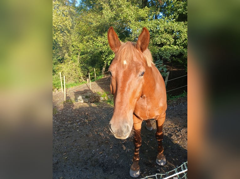 Polnisches Warmblut Wallach 7 Jahre 158 cm Fuchs in Remchingen