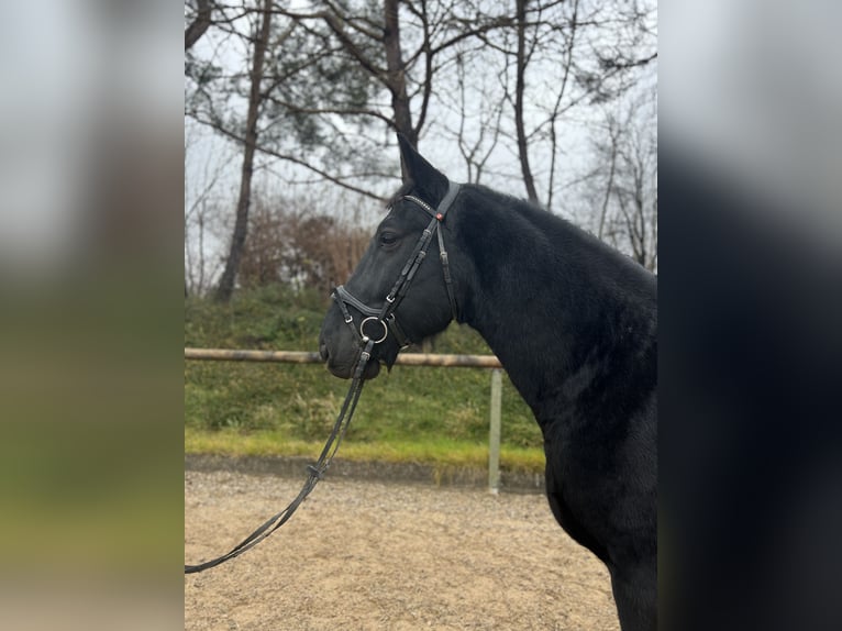 Polnisches Warmblut Wallach 7 Jahre 160 cm Rappe in Königsbrunn