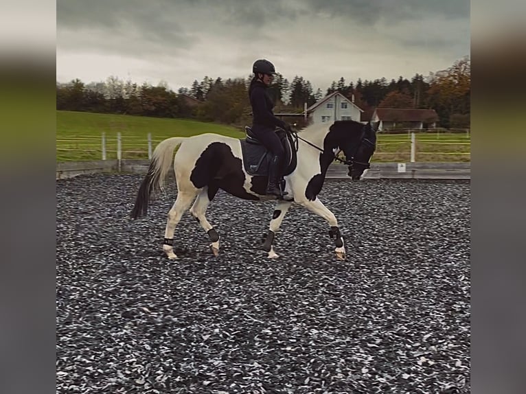 Polnisches Warmblut Mix Wallach 7 Jahre 160 cm Schecke in Eschbronn