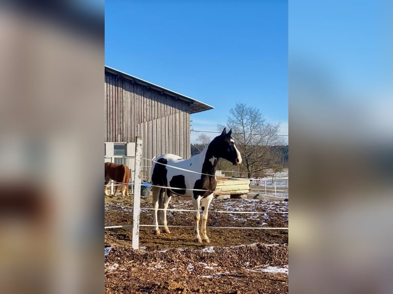 Polnisches Warmblut Mix Wallach 7 Jahre 160 cm Schecke in Eschbronn