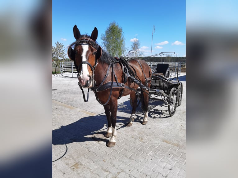 Polnisches Warmblut Wallach 7 Jahre 161 cm Rotbrauner in Leszno
