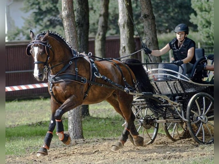 Polnisches Warmblut Wallach 7 Jahre 161 cm Rotbrauner in Leszno