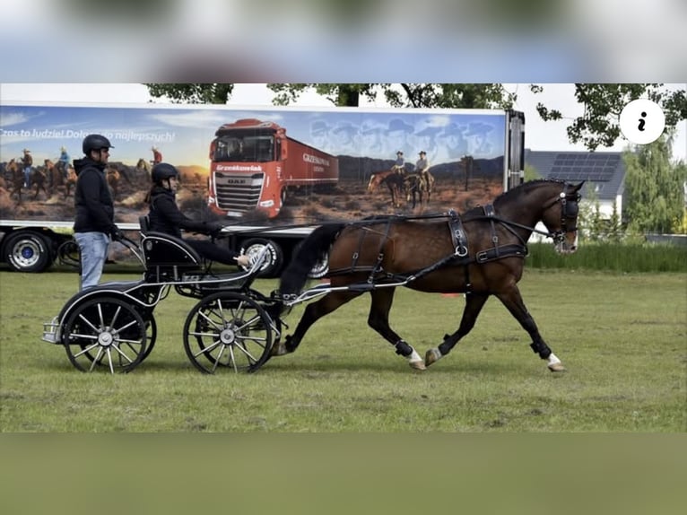 Polnisches Warmblut Wallach 7 Jahre 161 cm Rotbrauner in Leszno