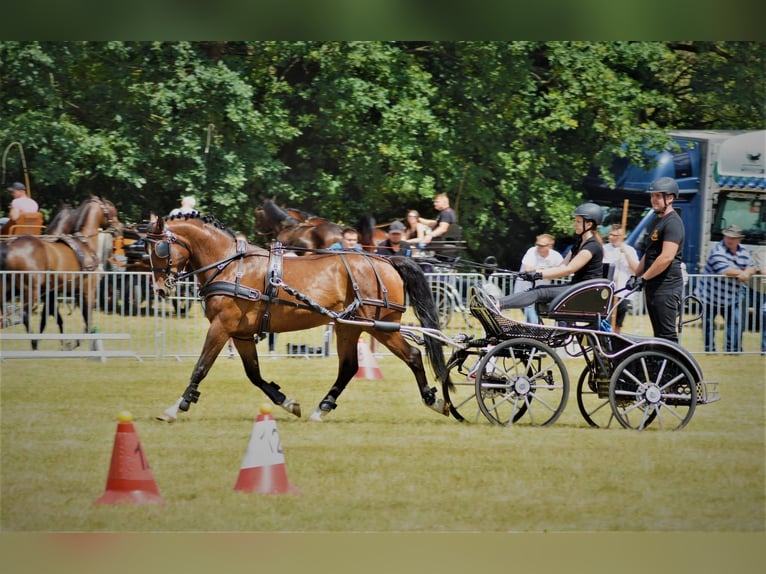 Polnisches Warmblut Wallach 7 Jahre 161 cm Rotbrauner in Leszno