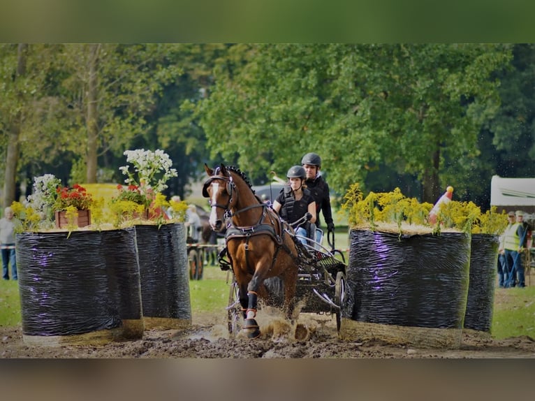 Polnisches Warmblut Wallach 7 Jahre 161 cm Rotbrauner in Leszno