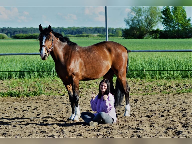 Polnisches Warmblut Wallach 7 Jahre 161 cm Rotbrauner in Leszno
