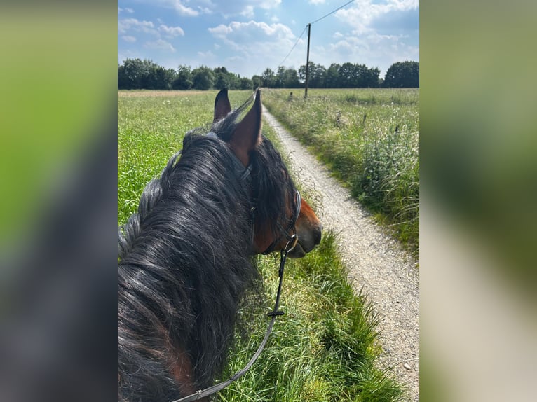 Polnisches Warmblut Wallach 7 Jahre 162 cm in D&#xFC;sseldorf