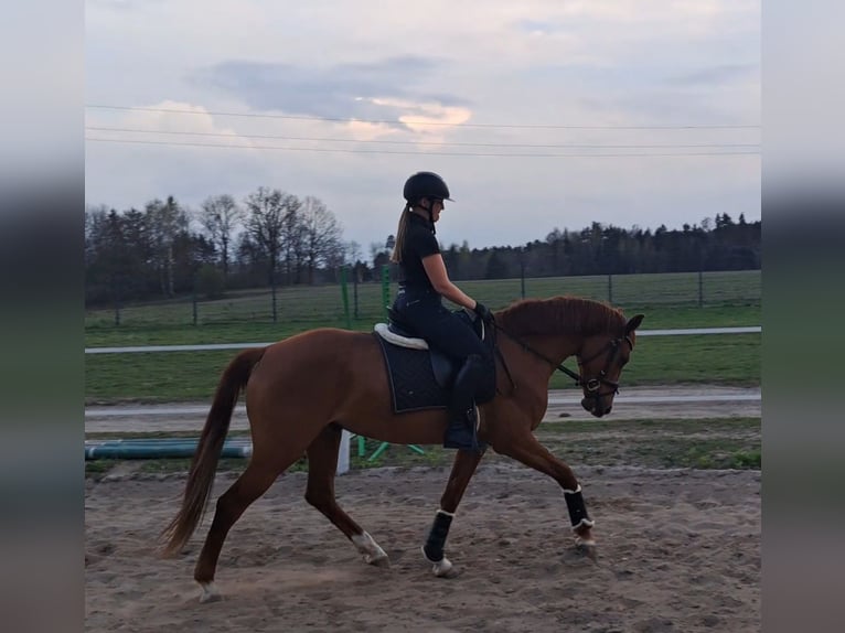 Polnisches Warmblut Wallach 7 Jahre 162 cm Fuchs in Forst
