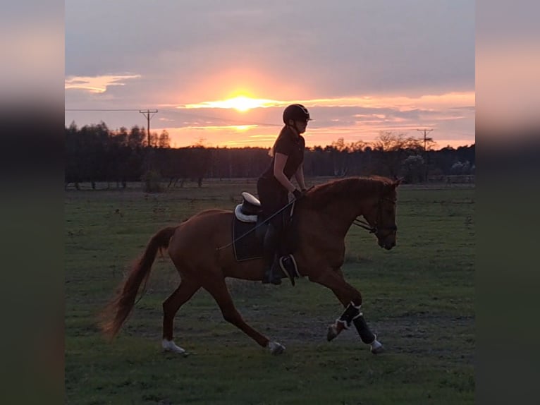 Polnisches Warmblut Wallach 7 Jahre 162 cm Fuchs in Forst