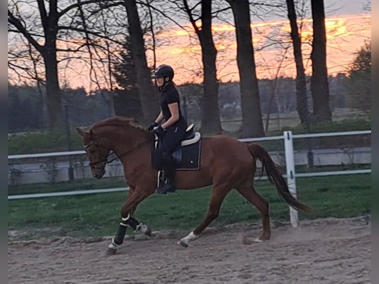 Polnisches Warmblut Wallach 7 Jahre 162 cm Fuchs in Forst