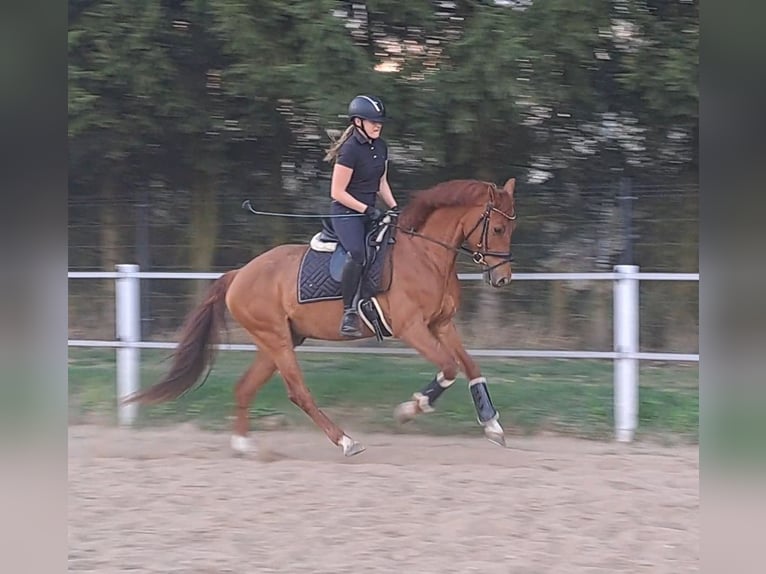 Polnisches Warmblut Wallach 7 Jahre 162 cm Fuchs in Forst