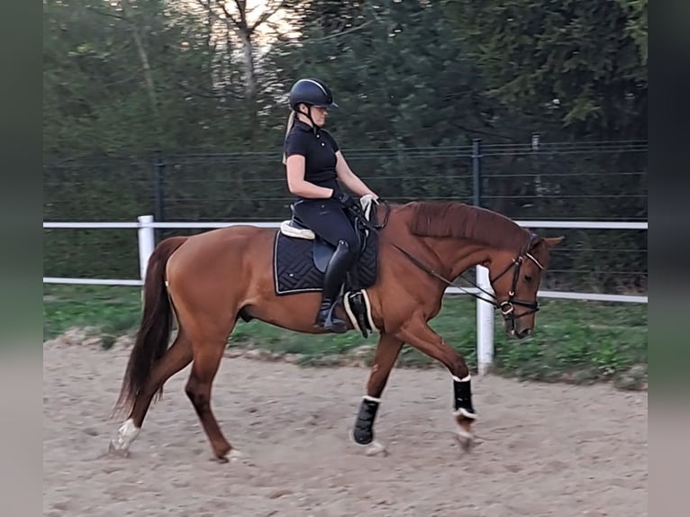 Polnisches Warmblut Wallach 7 Jahre 162 cm Fuchs in Forst